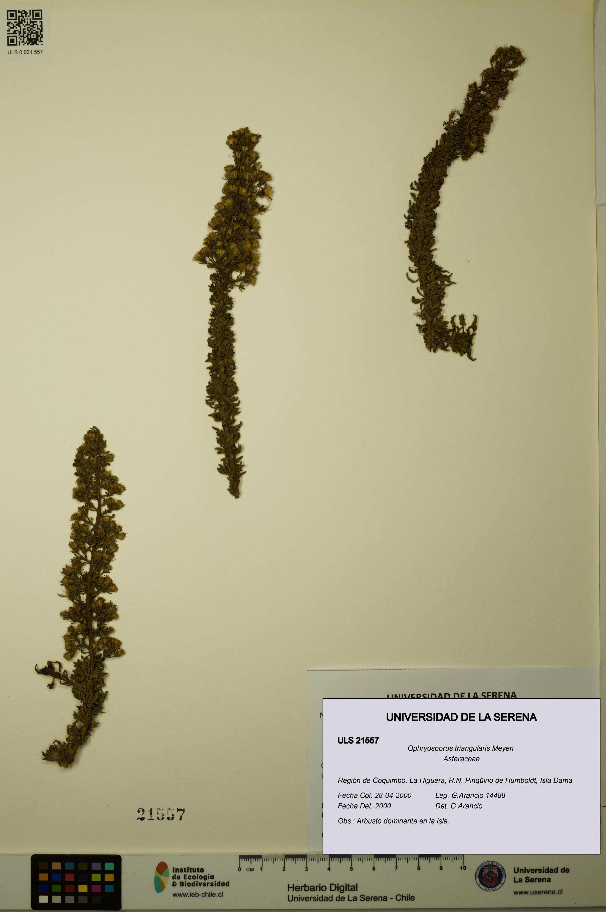 Ophryosporus triangularis [Espécimen: ULS:ULS:0021557]