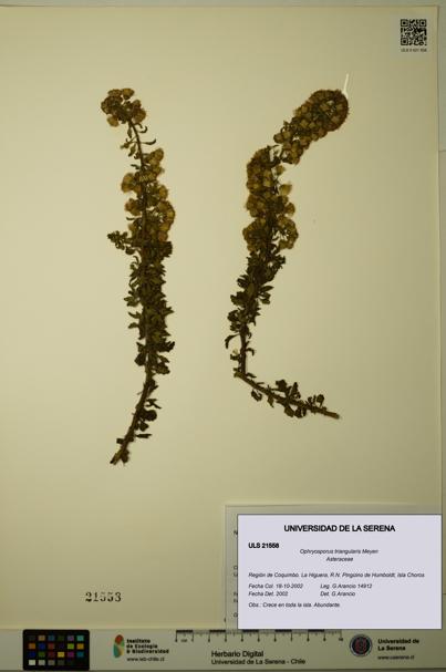 Ophryosporus triangularis [Espécimen: ULS:ULS:0021558]