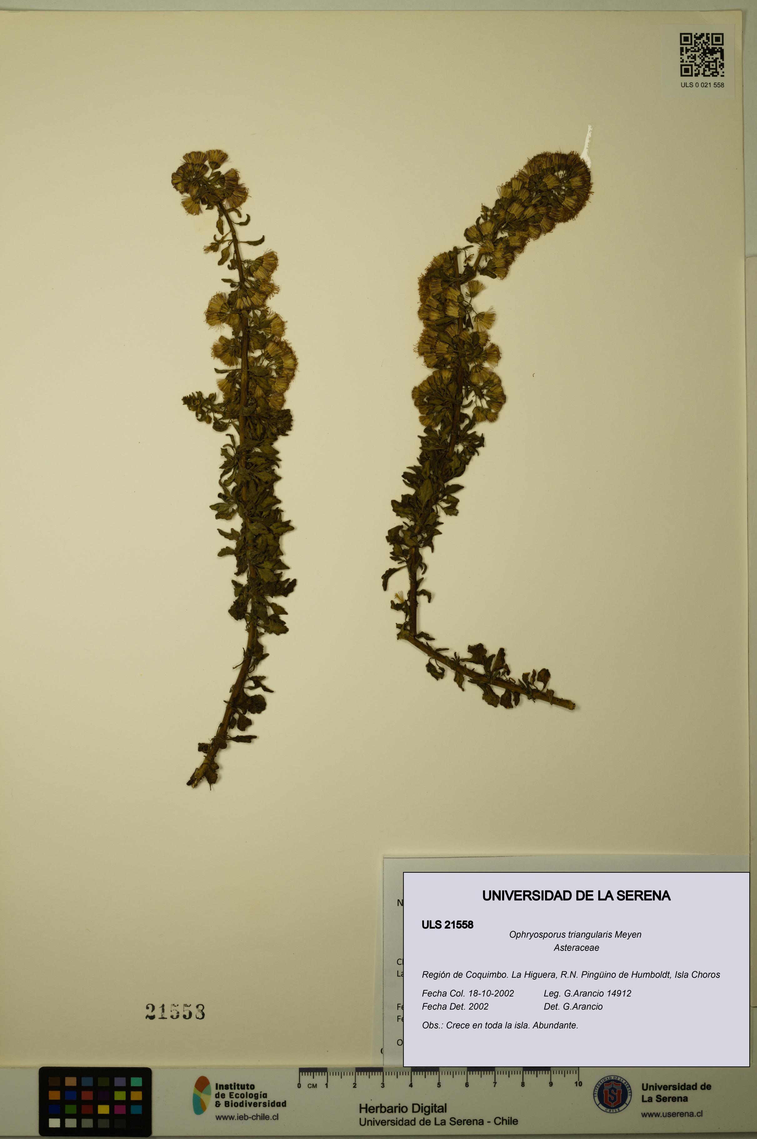 Ophryosporus triangularis [Espécimen: ULS:ULS:0021558]