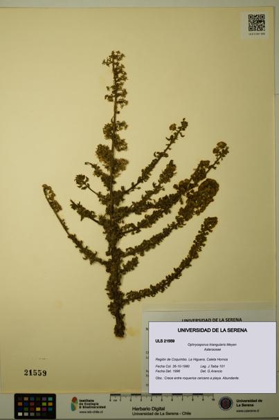 Ophryosporus triangularis [Espécimen: ULS:ULS:0021559]