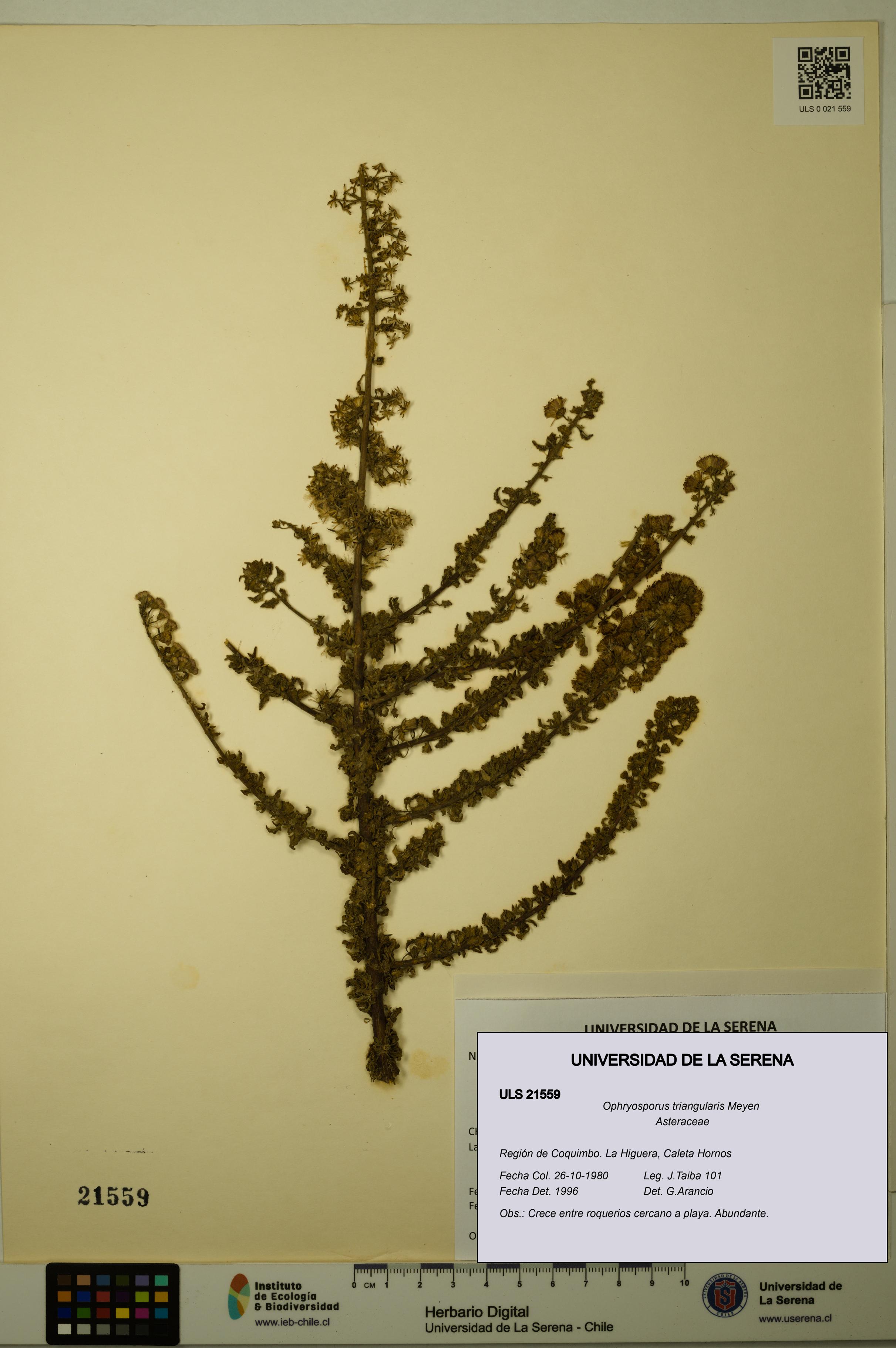 Ophryosporus triangularis [Espécimen: ULS:ULS:0021559]