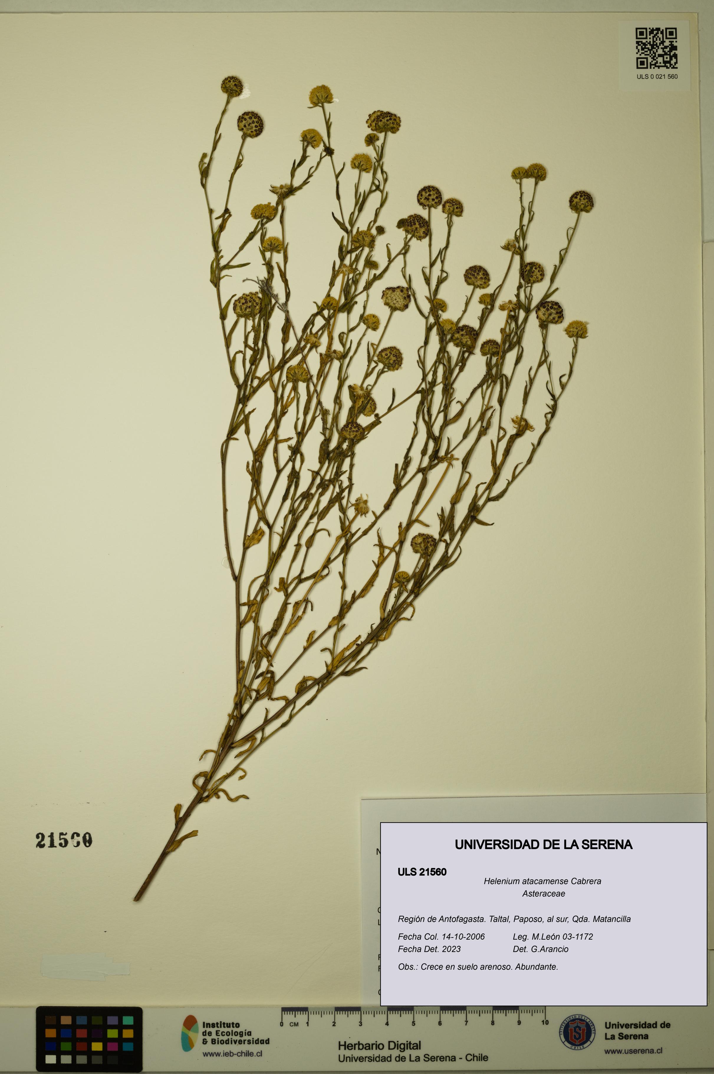 Helenium atacamense [Espécimen: ULS:ULS:0021560]