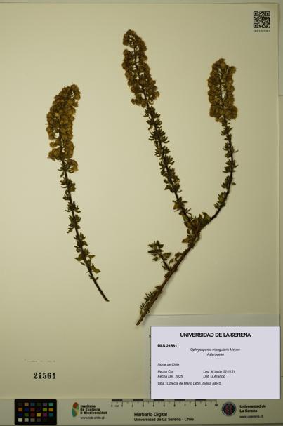 Ophryosporus triangularis [Espécimen: ULS:ULS:0021561]