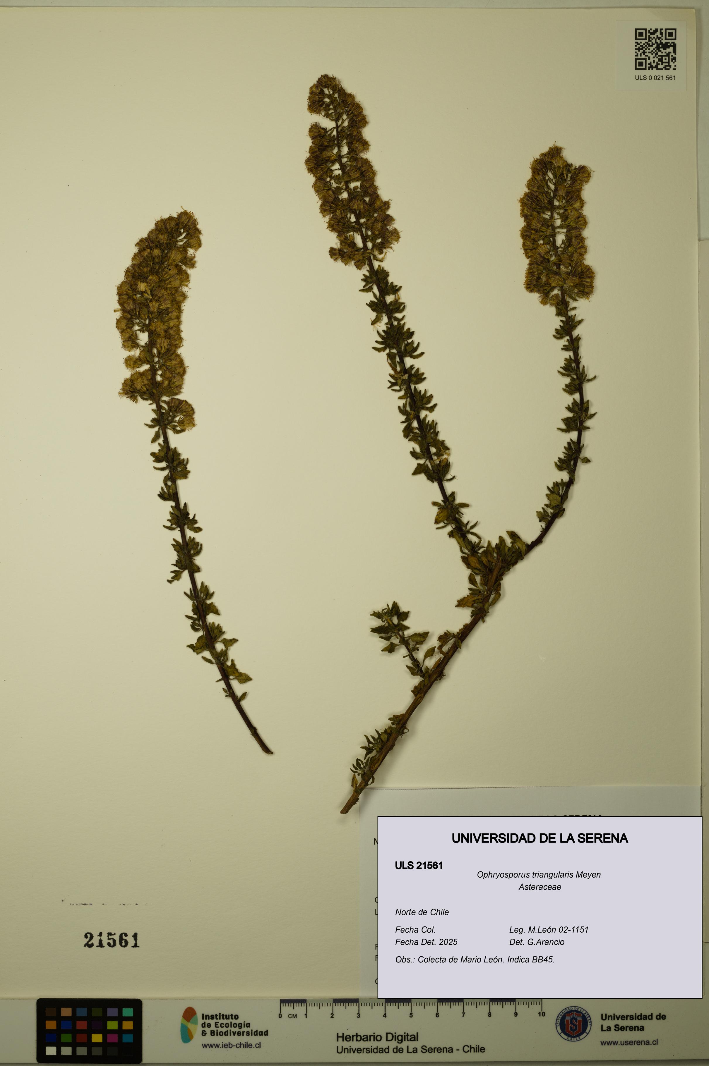 Ophryosporus triangularis [Espécimen: ULS:ULS:0021561]