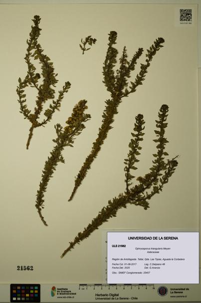 Ophryosporus triangularis [Espécimen: ULS:ULS:0021562]