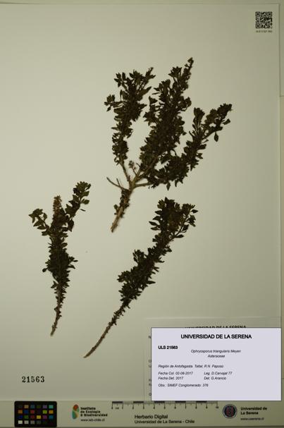 Ophryosporus triangularis [Espécimen: ULS:ULS:0021563]