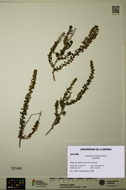 Ophryosporus triangularis [Espécimen: ULS:ULS:0021564]