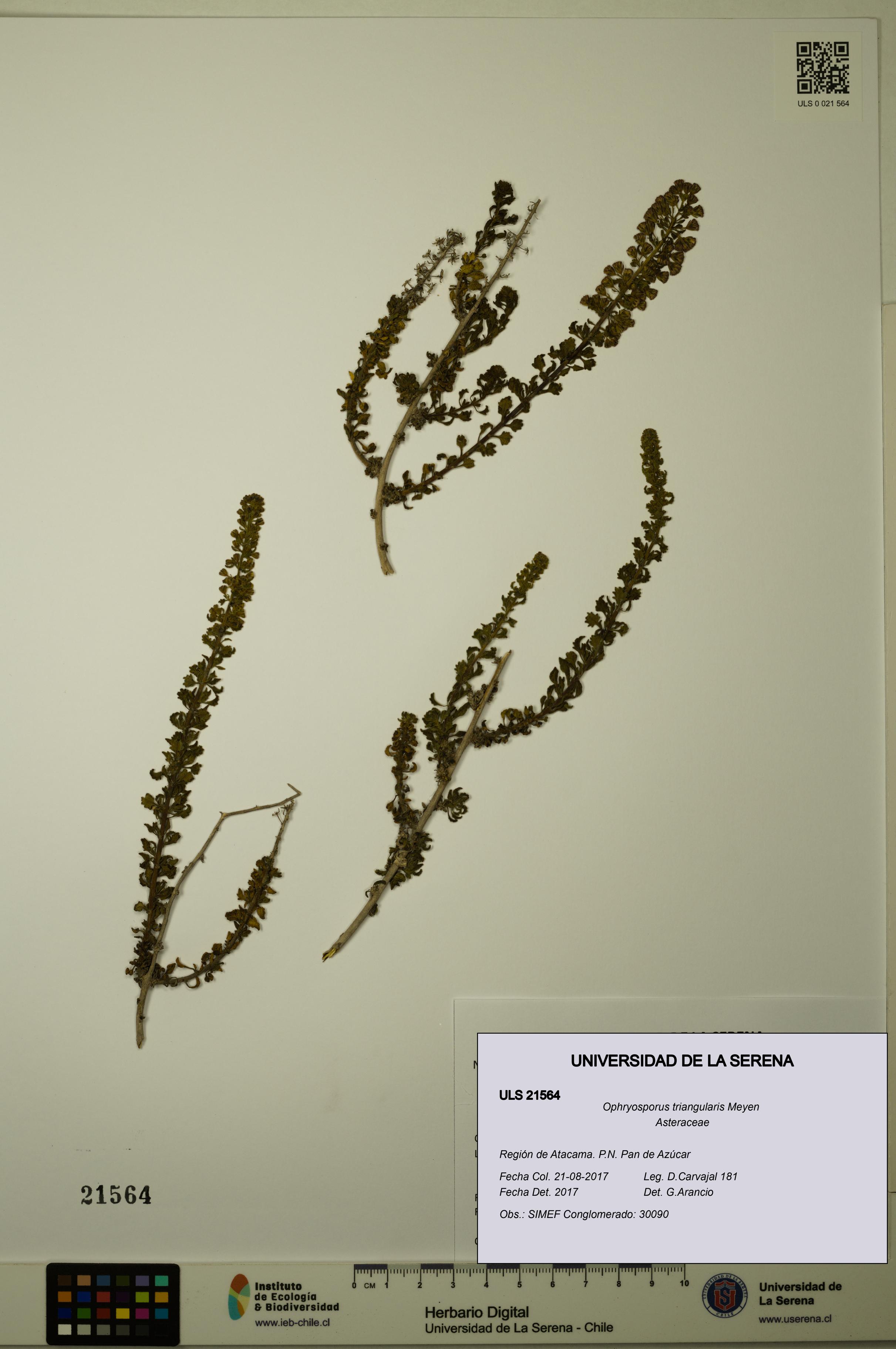 Ophryosporus triangularis [Espécimen: ULS:ULS:0021564]