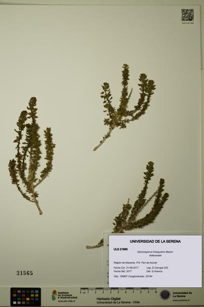 Ophryosporus triangularis [Espécimen: ULS:ULS:0021565]