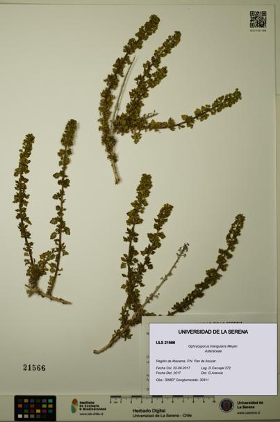 Ophryosporus triangularis [Espécimen: ULS:ULS:0021566]