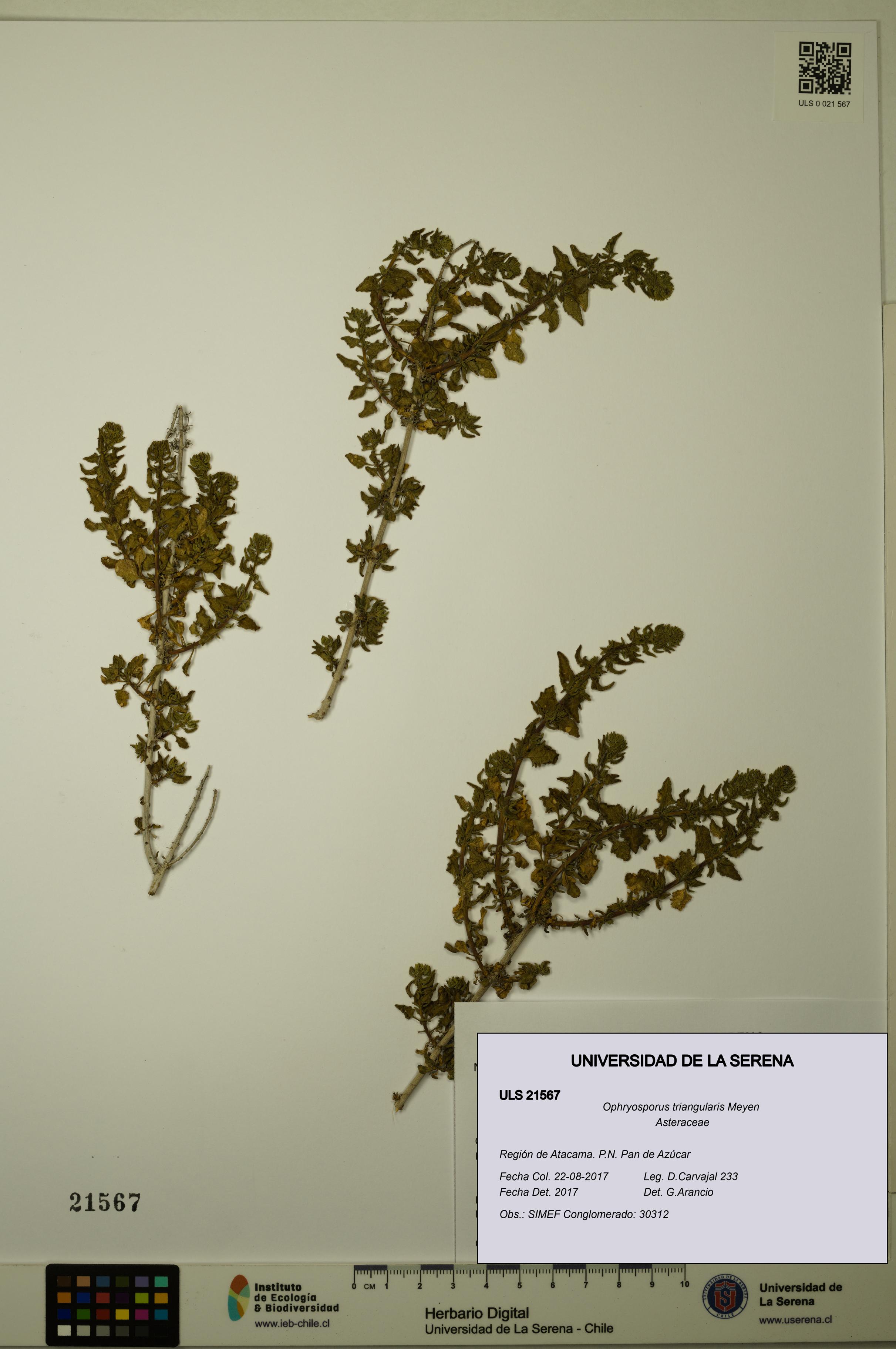 Ophryosporus triangularis [Espécimen: ULS:ULS:0021567]