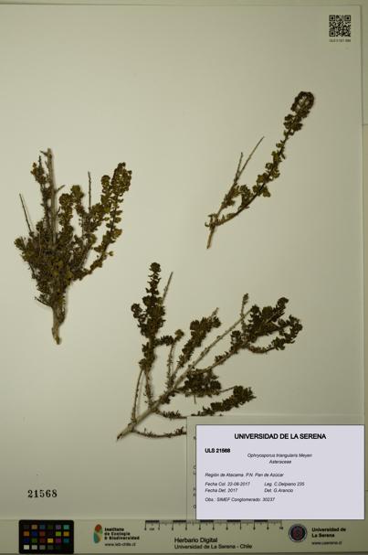 Ophryosporus triangularis [Espécimen: ULS:ULS:0021568]