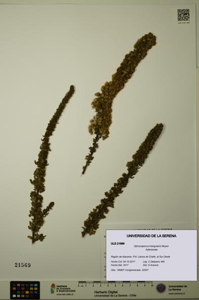 Ophryosporus triangularis [Espécimen: ULS:ULS:0021569]