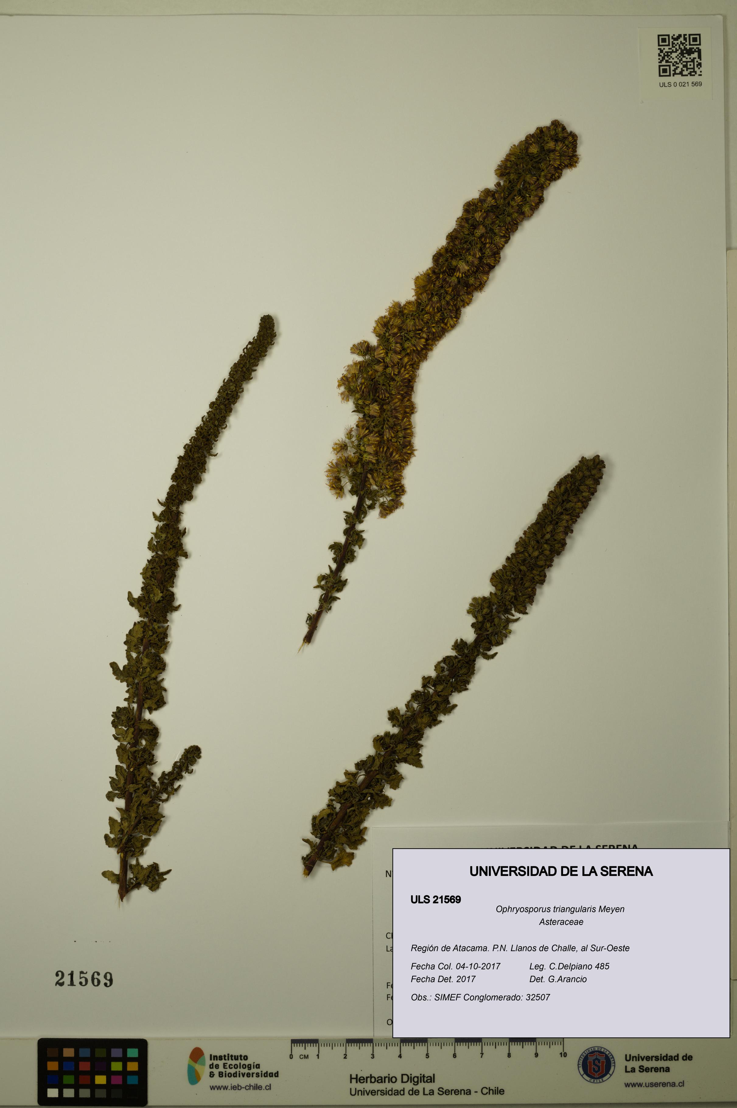 Ophryosporus triangularis [Espécimen: ULS:ULS:0021569]