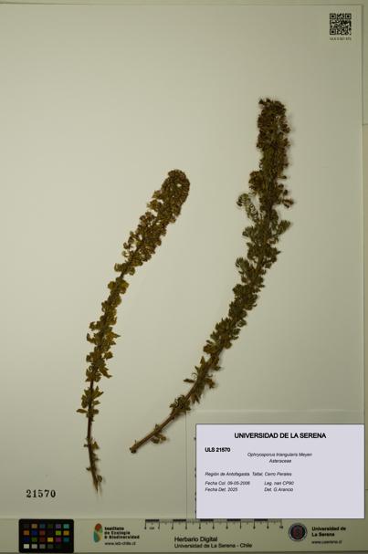 Ophryosporus triangularis [Espécimen: ULS:ULS:0021570]