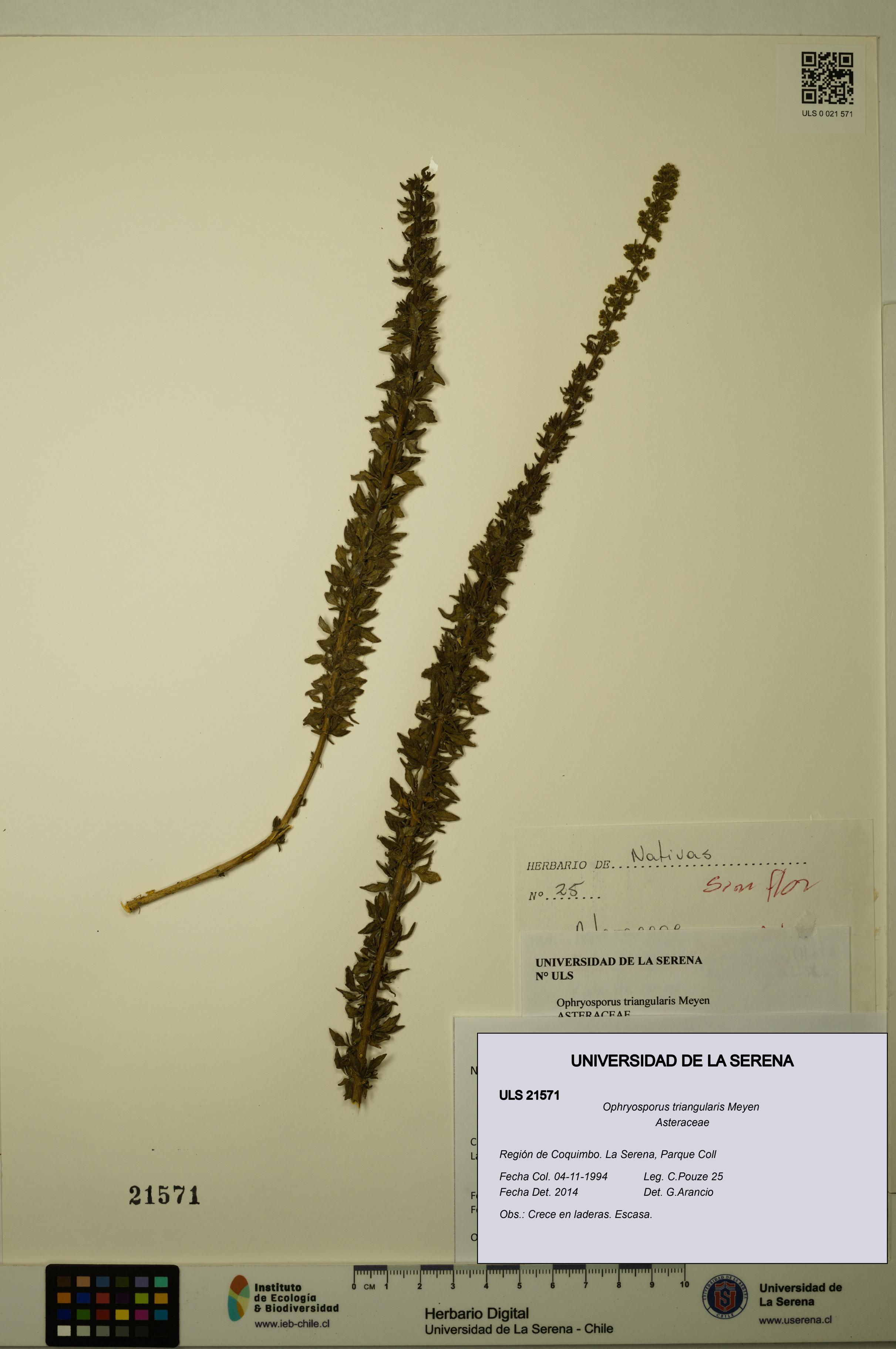 Ophryosporus triangularis [Espécimen: ULS:ULS:0021571]