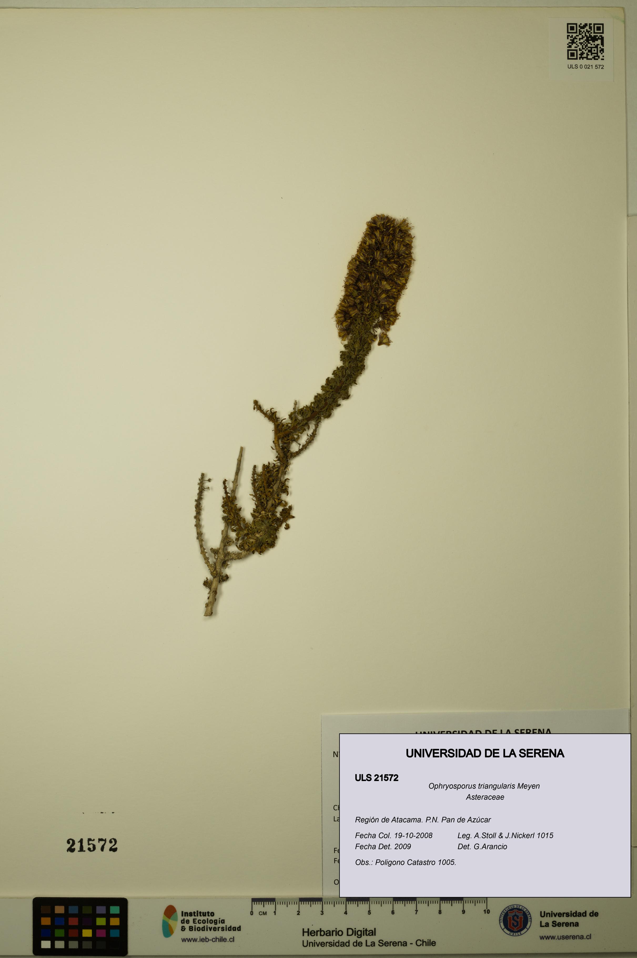 Ophryosporus triangularis [Espécimen: ULS:ULS:0021572]