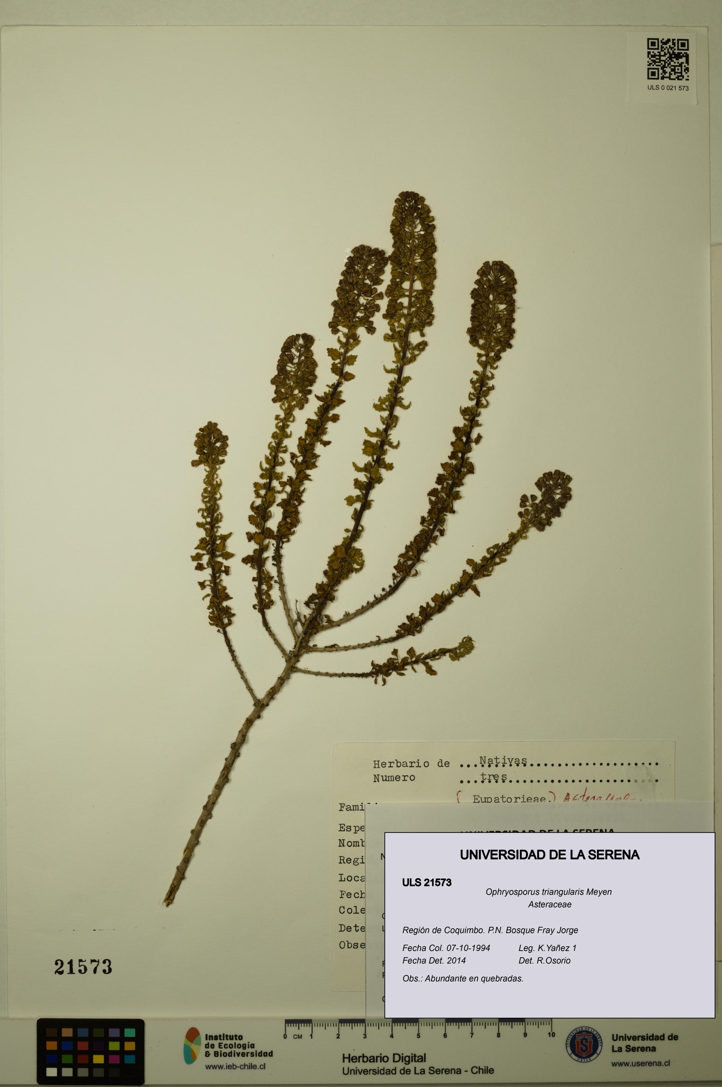 Ophryosporus triangularis [Espécimen: ULS:ULS:0021573]