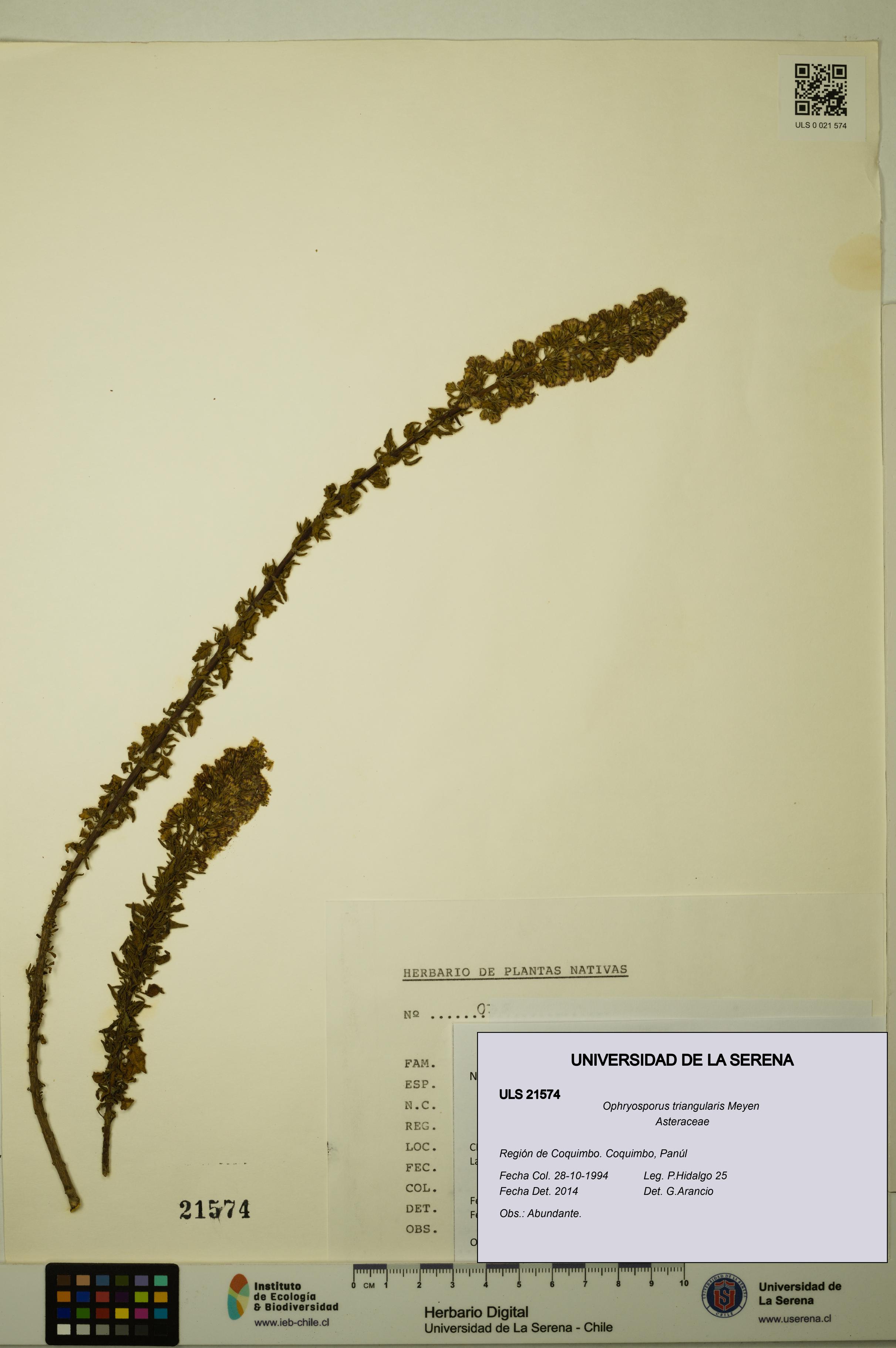 Ophryosporus triangularis [Espécimen: ULS:ULS:0021574]