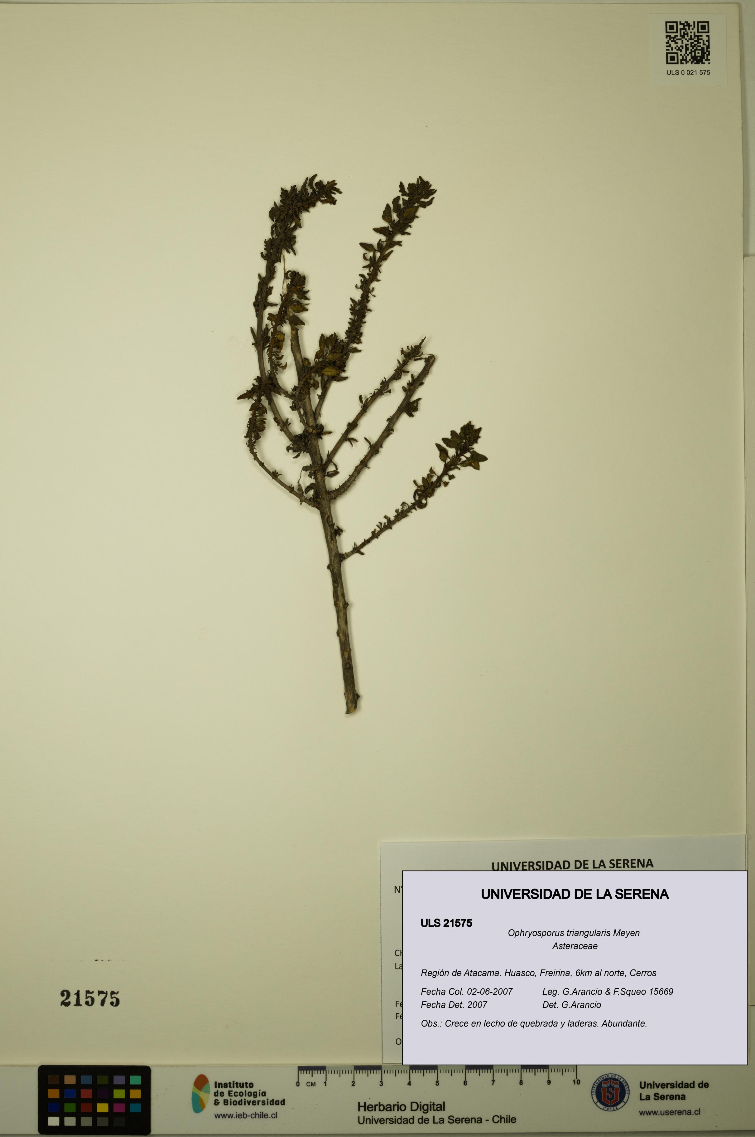 Ophryosporus triangularis [Espécimen: ULS:ULS:0021575]