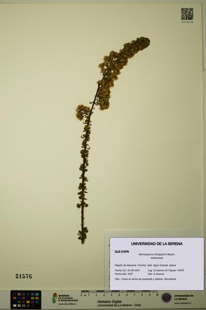 Ophryosporus triangularis [Espécimen: ULS:ULS:0021576]