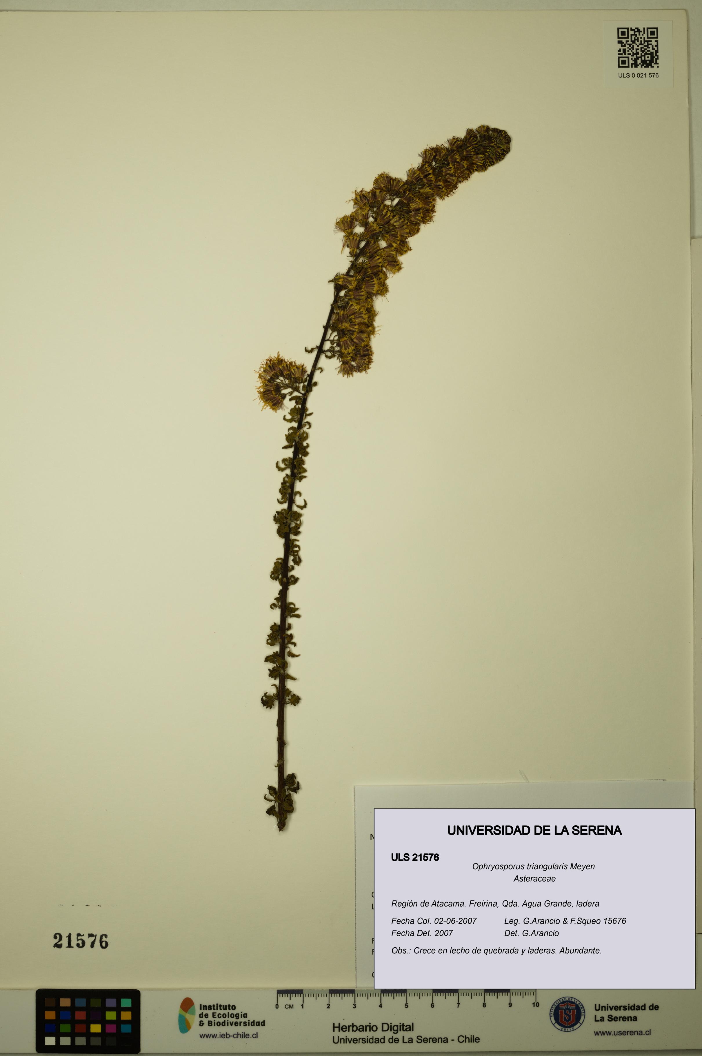 Ophryosporus triangularis [Espécimen: ULS:ULS:0021576]