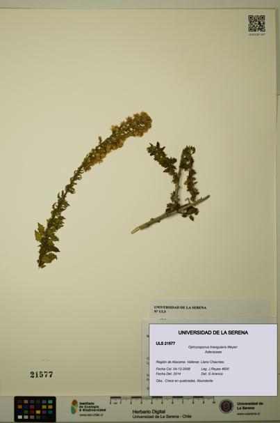 Ophryosporus triangularis [Espécimen: ULS:ULS:0021577]