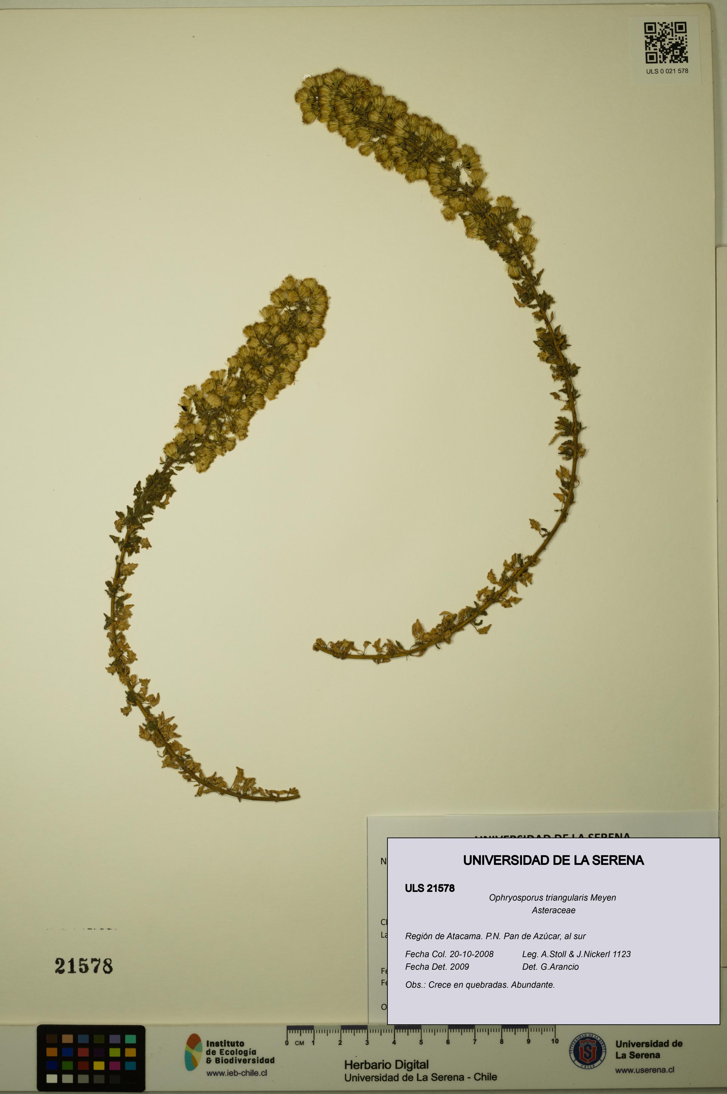 Ophryosporus triangularis [Espécimen: ULS:ULS:0021578]