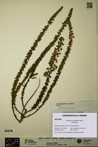 Ophryosporus triangularis [Espécimen: ULS:ULS:0021579]