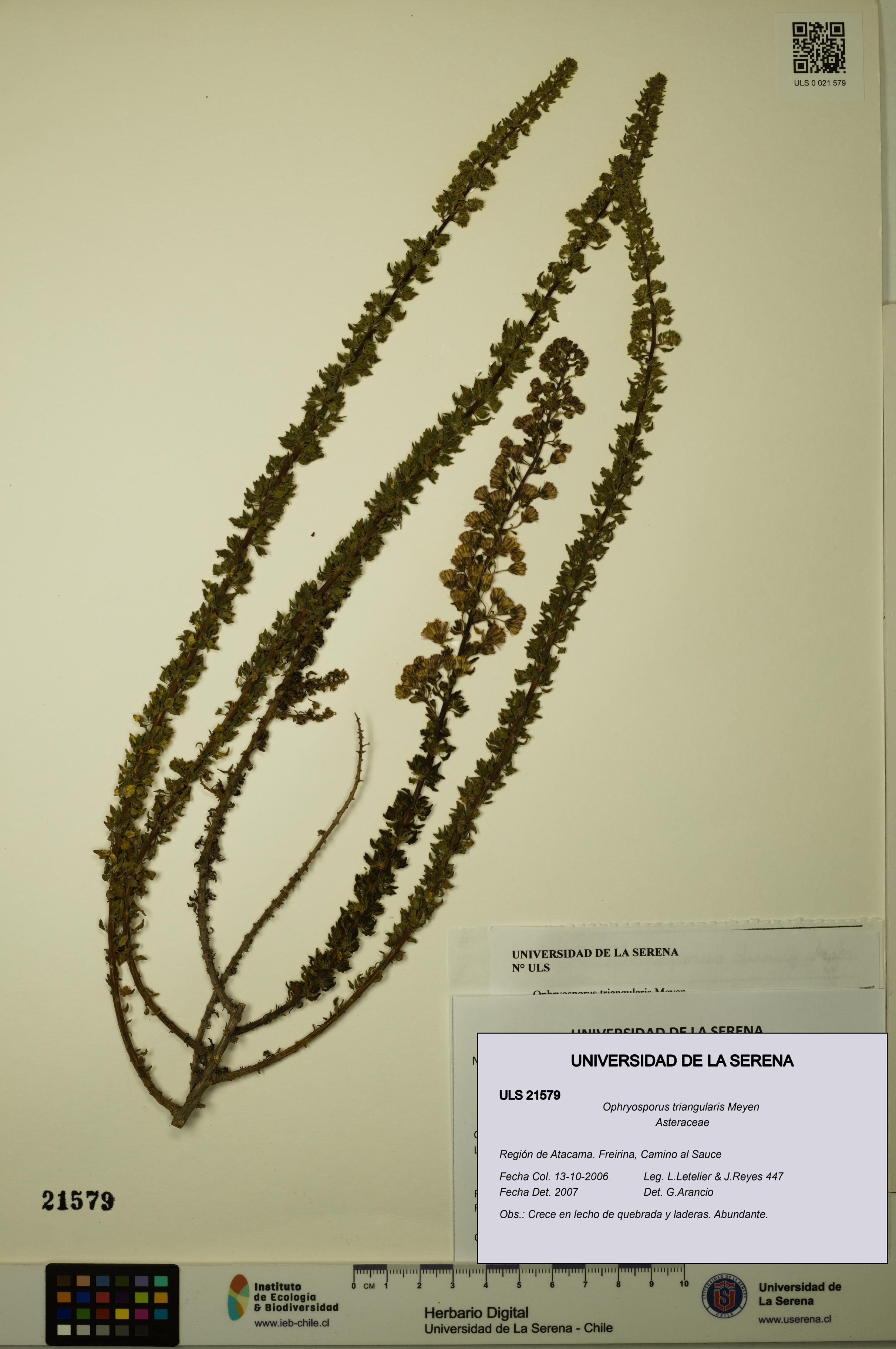 Ophryosporus triangularis [Espécimen: ULS:ULS:0021579]