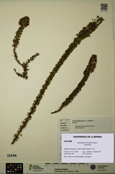 Ophryosporus triangularis [Espécimen: ULS:ULS:0021580]