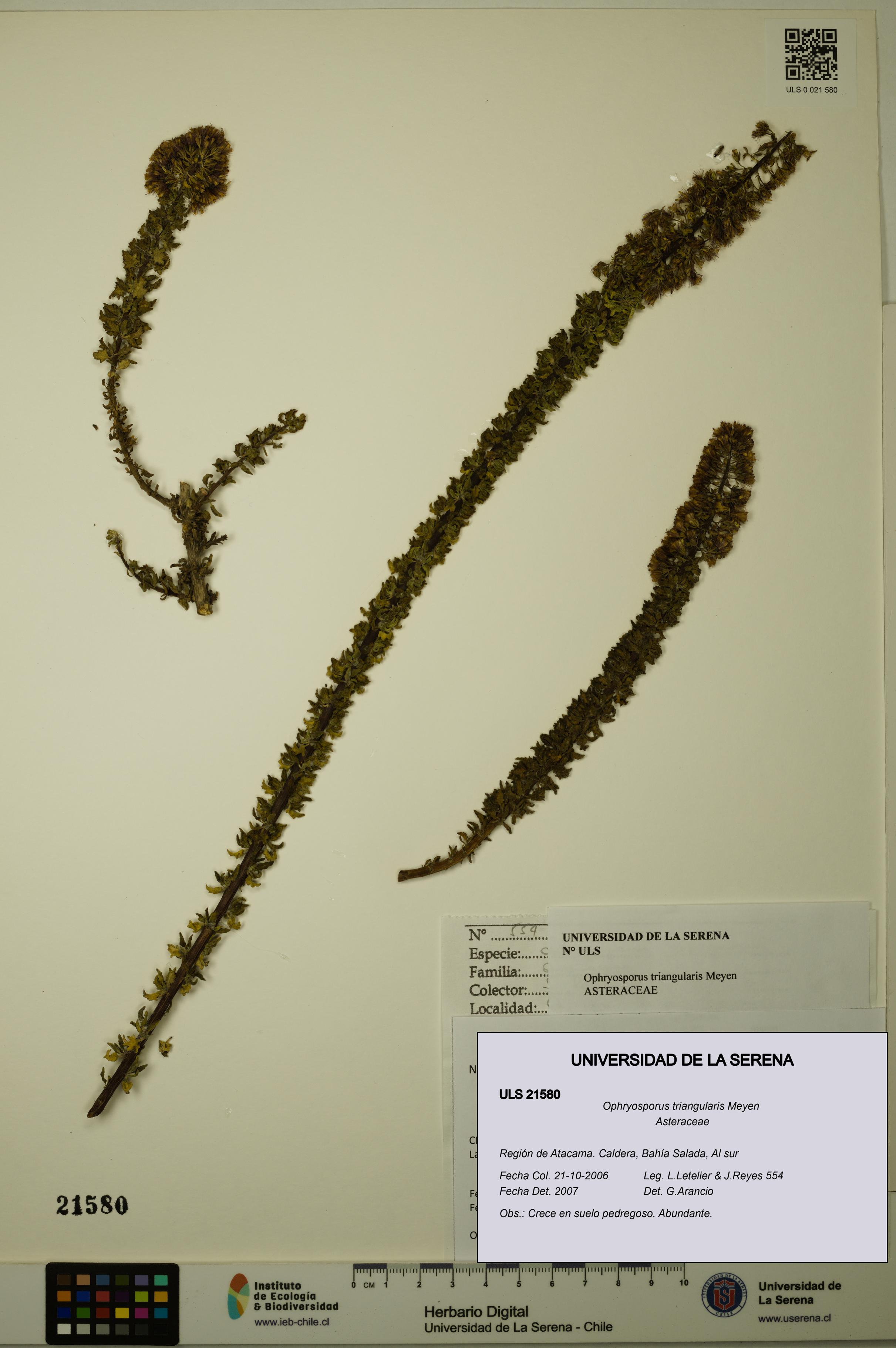 Ophryosporus triangularis [Espécimen: ULS:ULS:0021580]