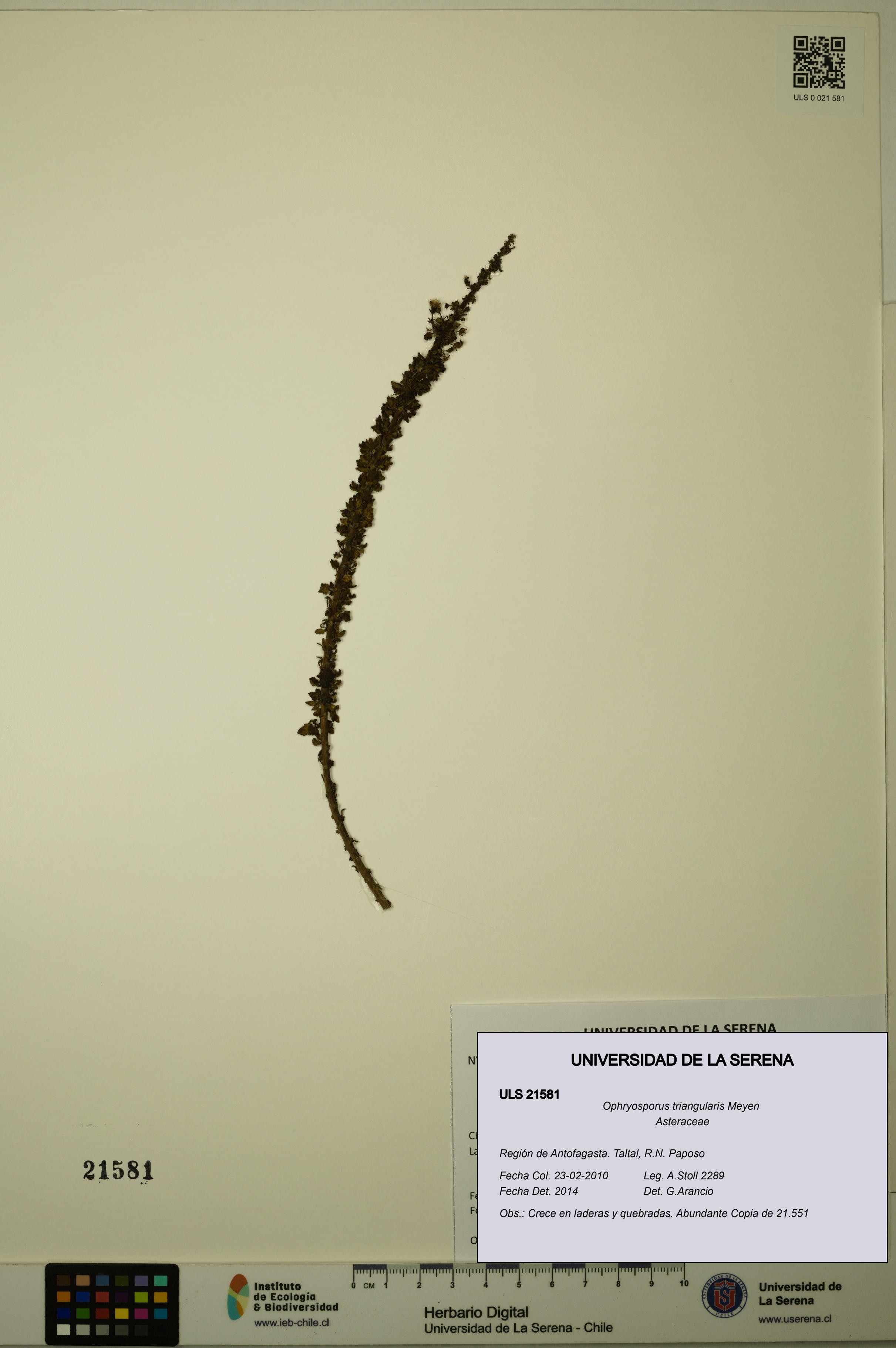 Ophryosporus triangularis [Espécimen: ULS:ULS:0021581]