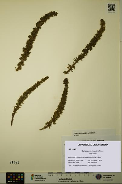 Ophryosporus triangularis [Espécimen: ULS:ULS:0021582]