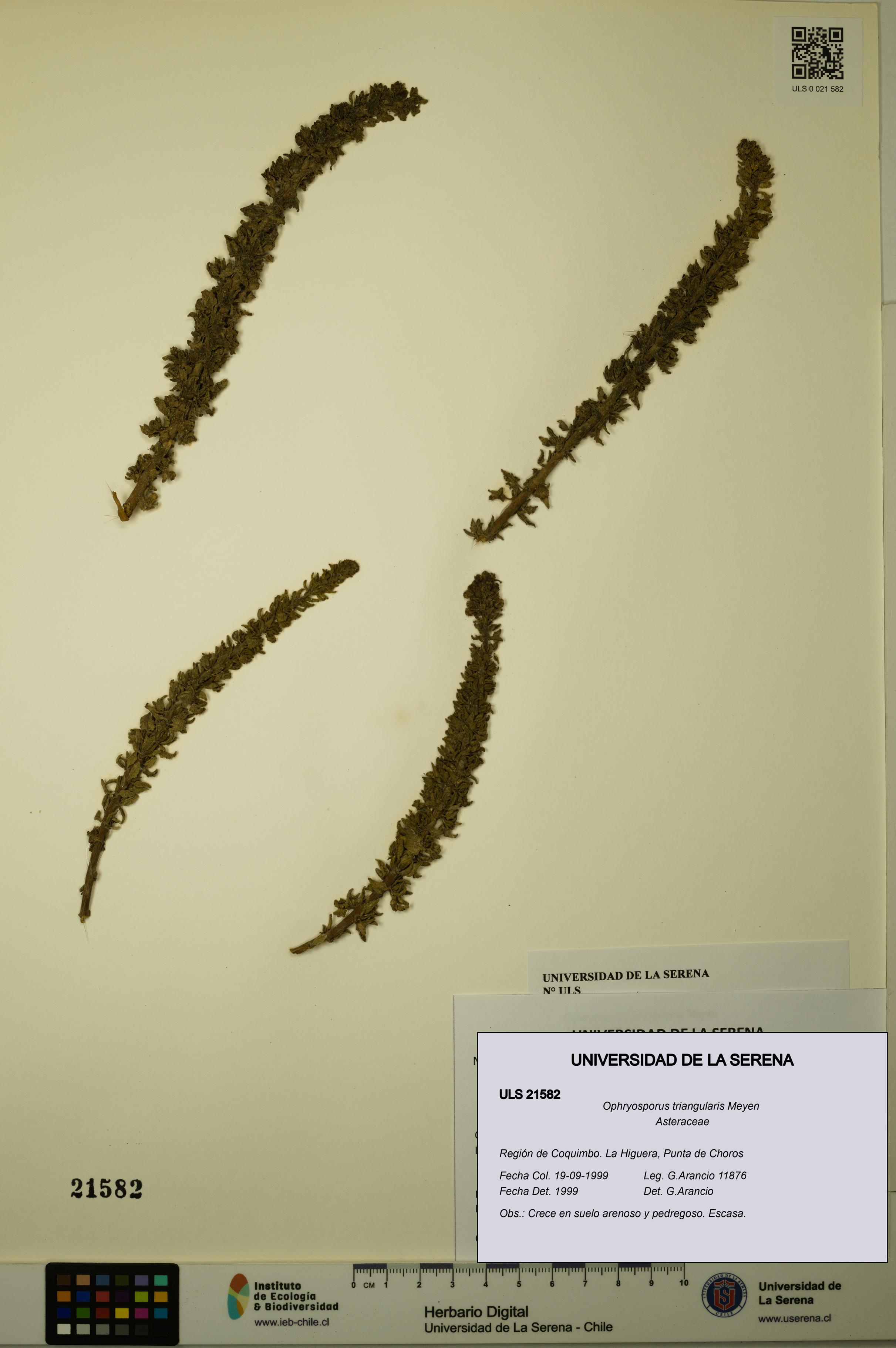 Ophryosporus triangularis [Espécimen: ULS:ULS:0021582]