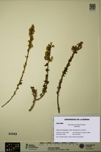 Ophryosporus triangularis [Espécimen: ULS:ULS:0021583]