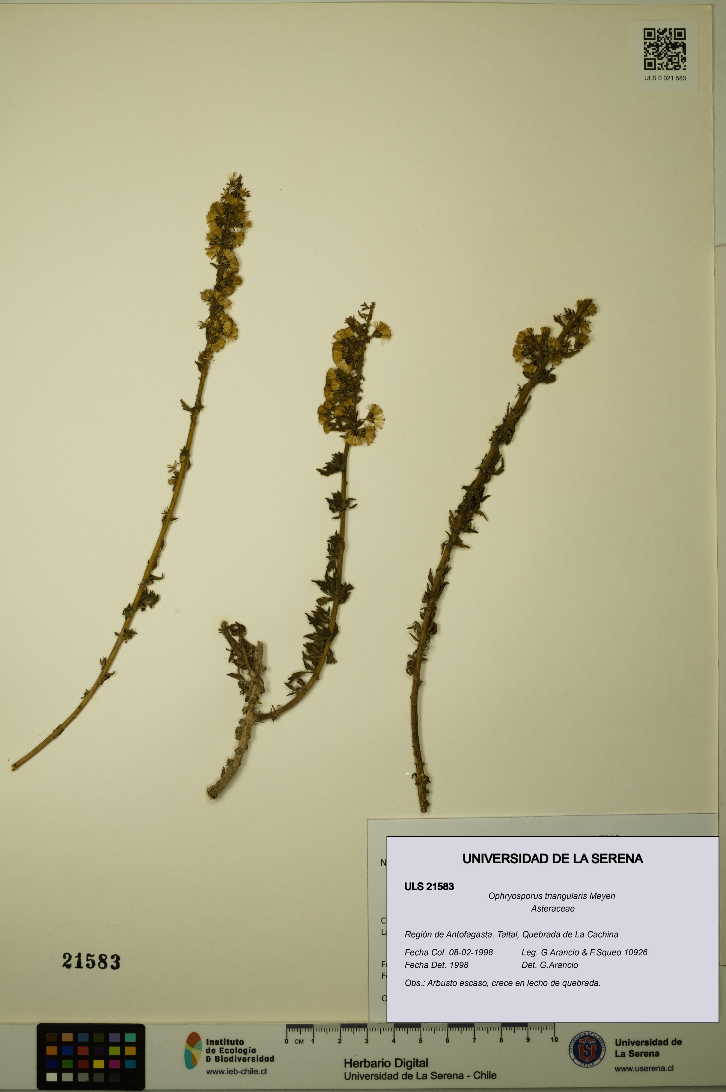 Ophryosporus triangularis [Espécimen: ULS:ULS:0021583]