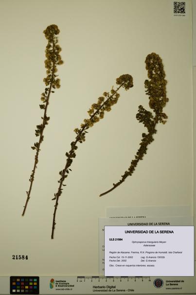 Ophryosporus triangularis [Espécimen: ULS:ULS:0021584]