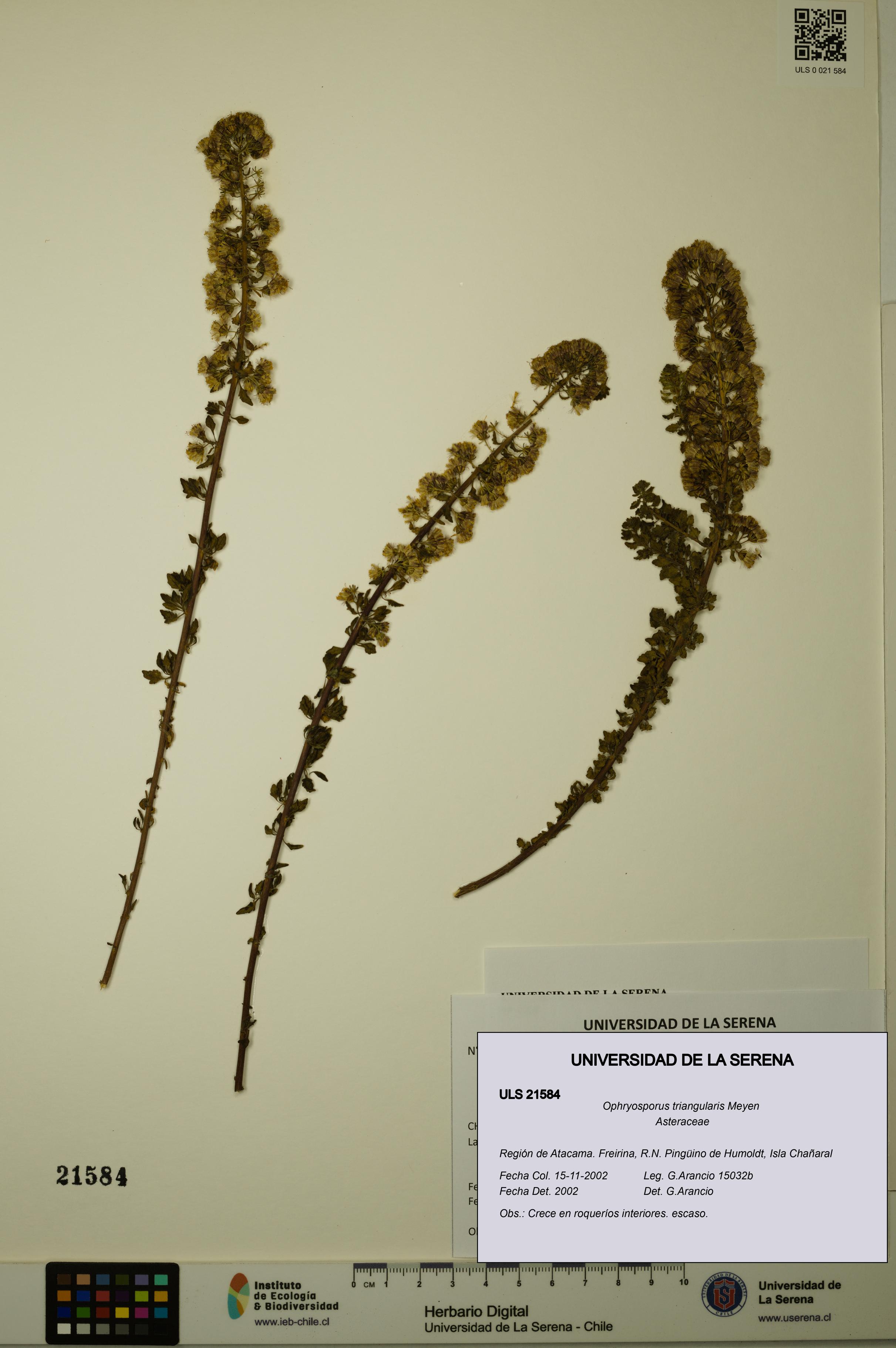 Ophryosporus triangularis [Espécimen: ULS:ULS:0021584]