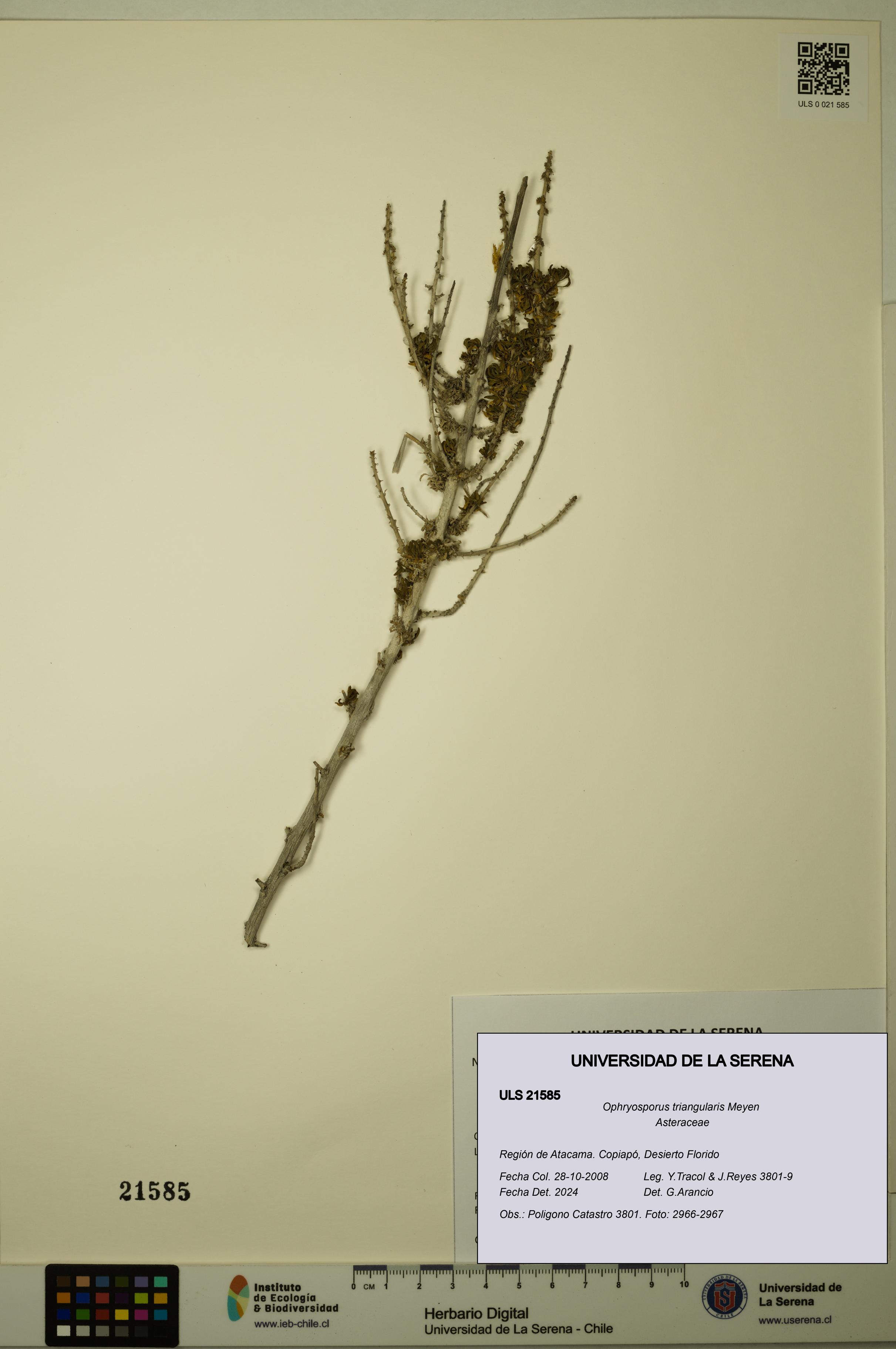 Ophryosporus triangularis [Espécimen: ULS:ULS:0021585]