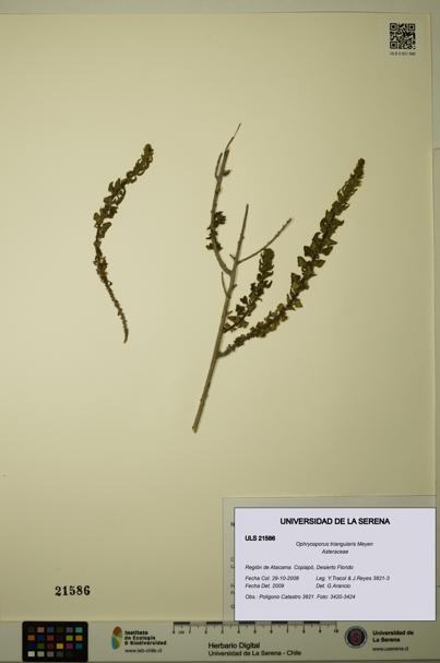 Ophryosporus triangularis [Espécimen: ULS:ULS:0021586]