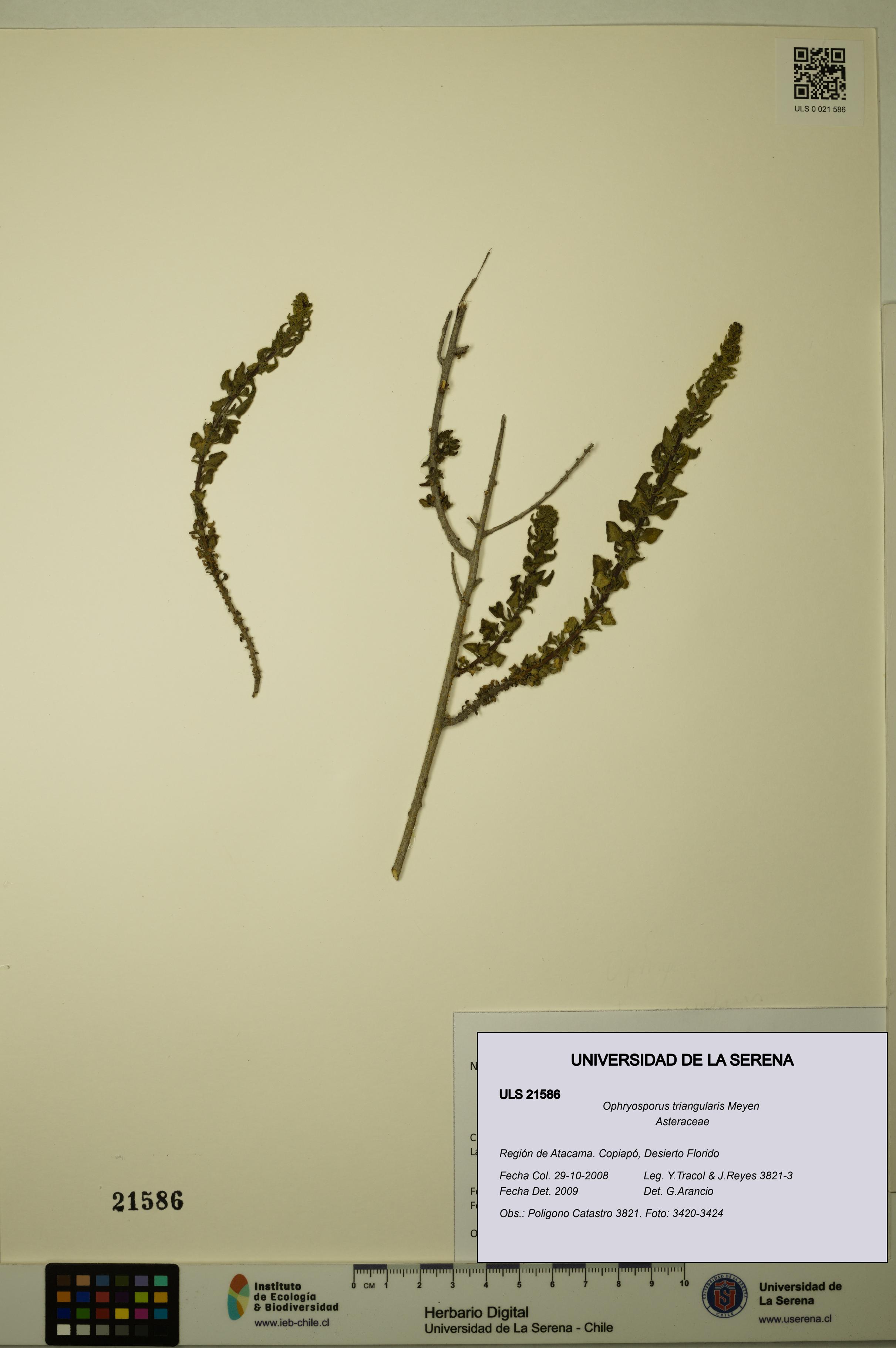 Ophryosporus triangularis [Espécimen: ULS:ULS:0021586]