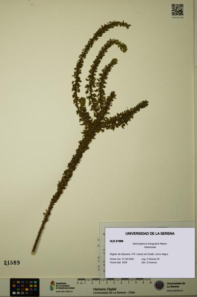 Ophryosporus triangularis [Espécimen: ULS:ULS:0021589]