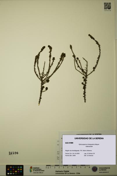 Ophryosporus triangularis [Espécimen: ULS:ULS:0021590]