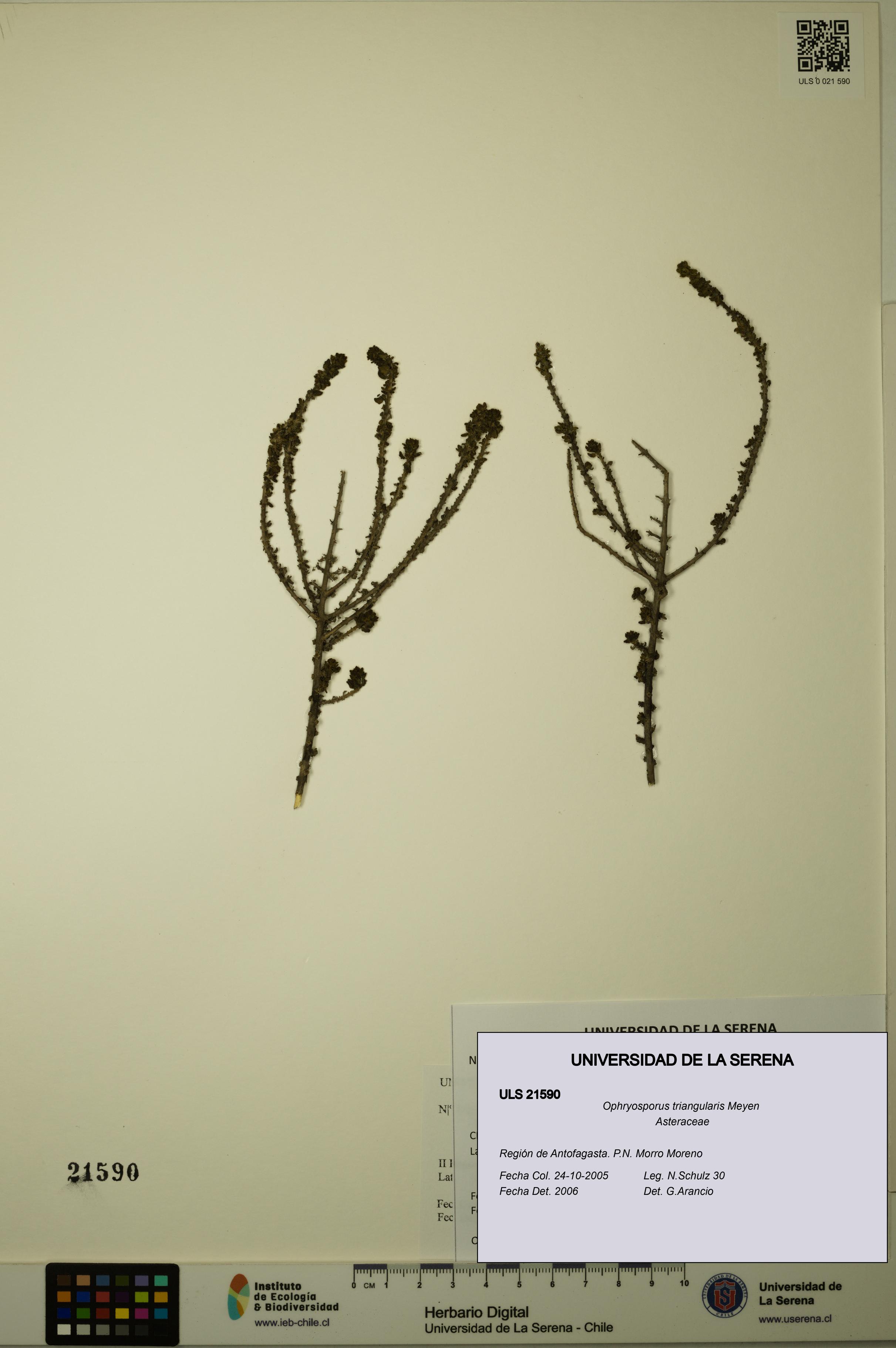 Ophryosporus triangularis [Espécimen: ULS:ULS:0021590]