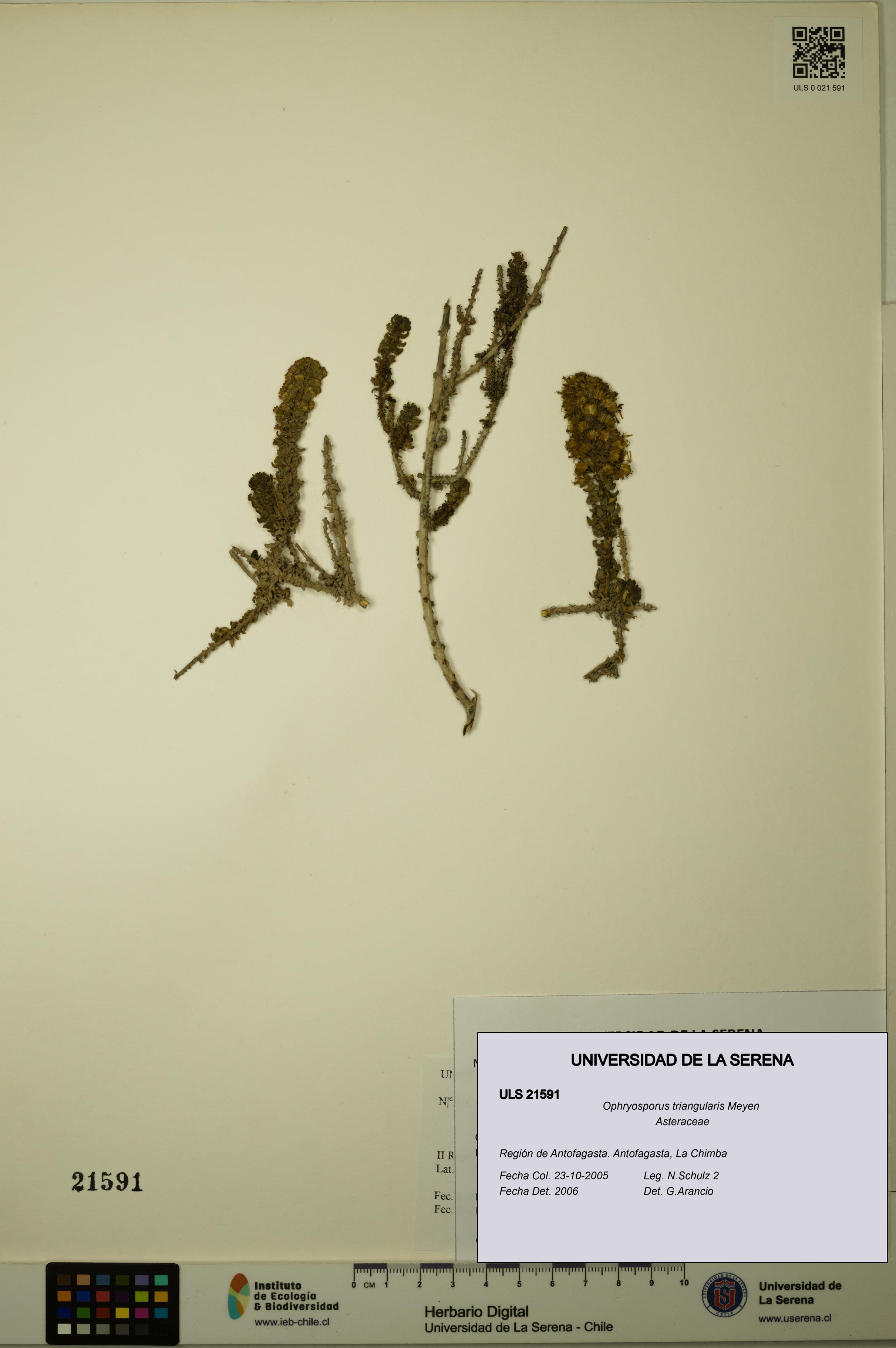Ophryosporus triangularis [Espécimen: ULS:ULS:0021591]