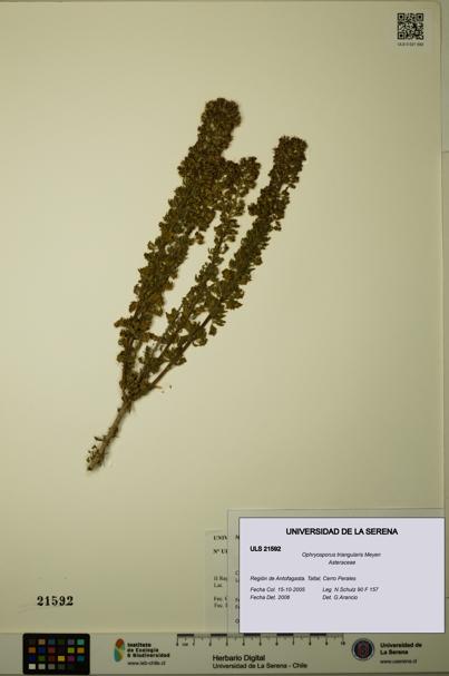 Ophryosporus triangularis [Espécimen: ULS:ULS:0021592]