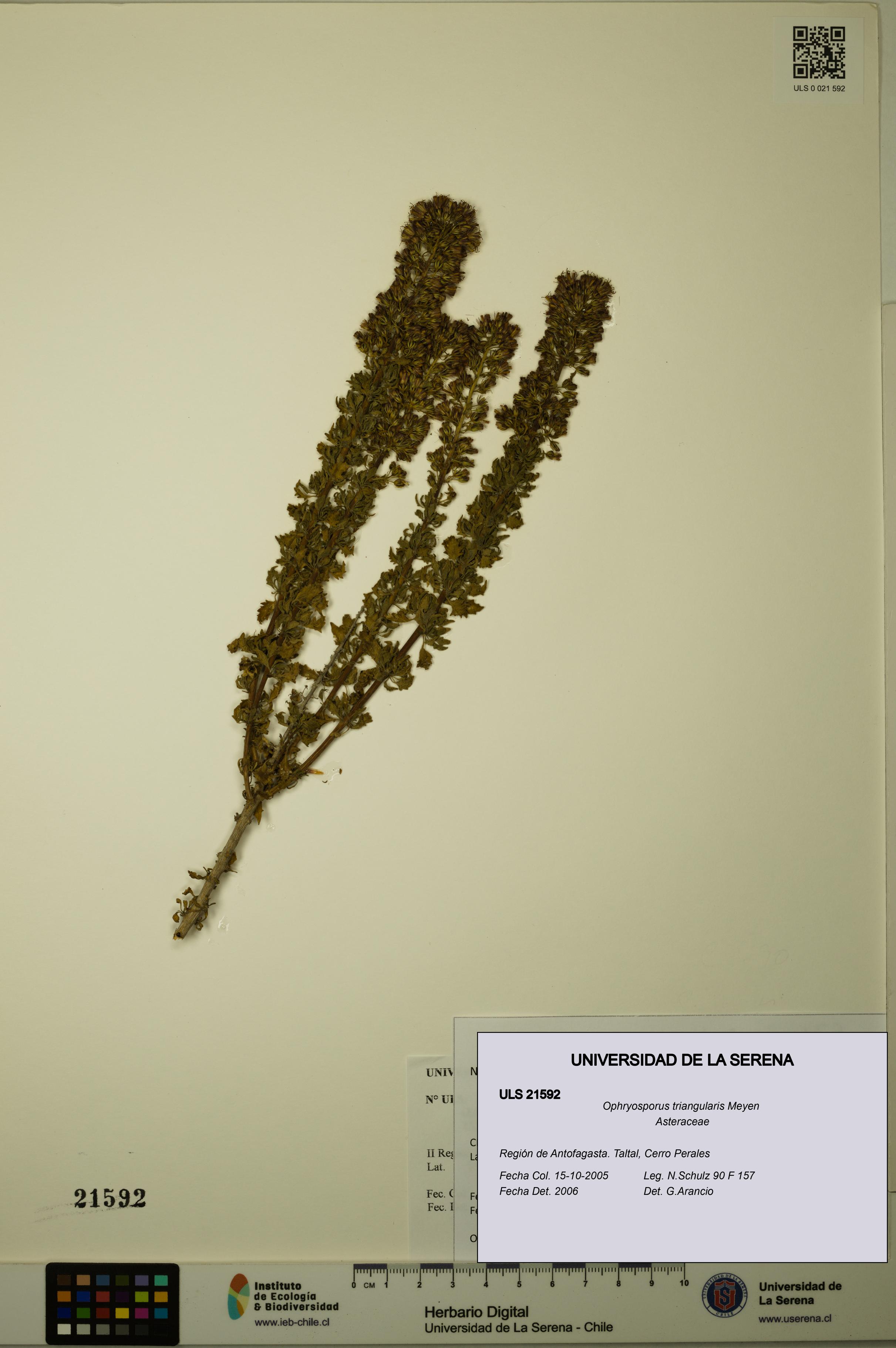 Ophryosporus triangularis [Espécimen: ULS:ULS:0021592]