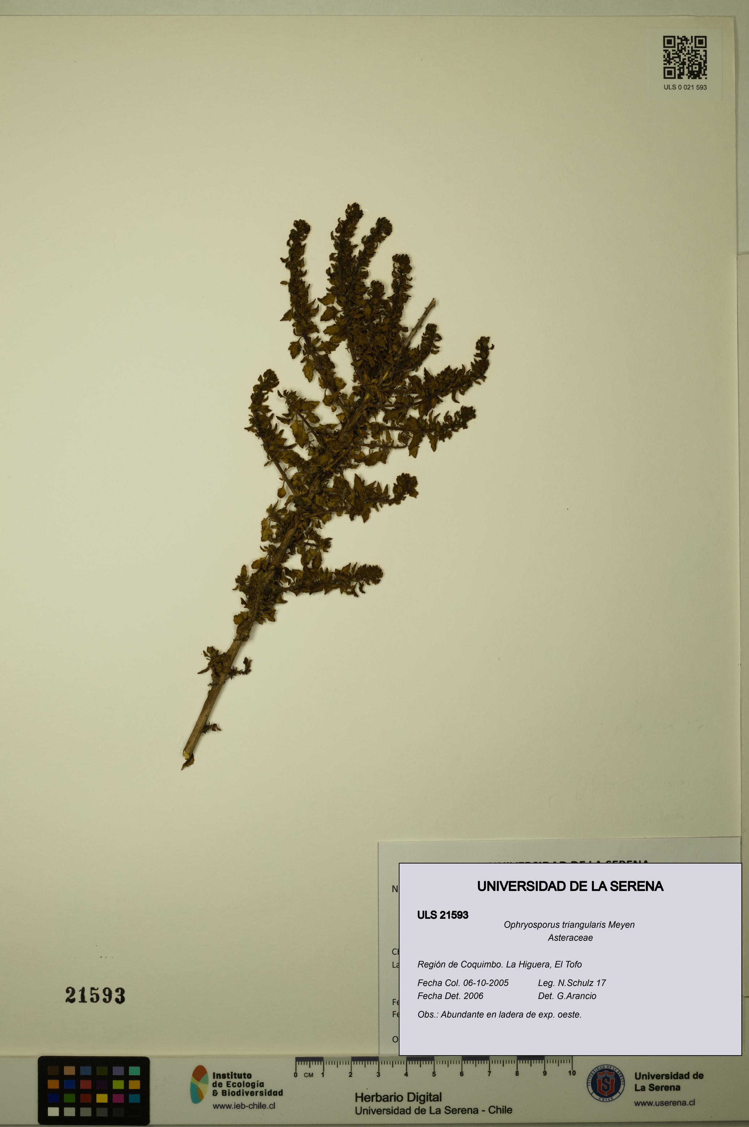 Ophryosporus triangularis [Espécimen: ULS:ULS:0021593]