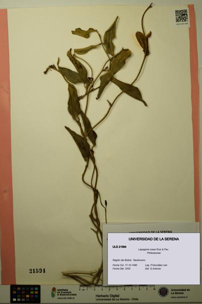 Lapageria rosea [Espécimen: ULS:ULS:0021594]